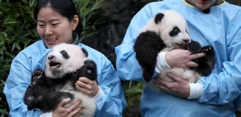 A Que Reino Pertenece El Oso Panda Nepora