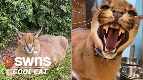 Meet Pumba The Domesticated Caracal Swns Youtube