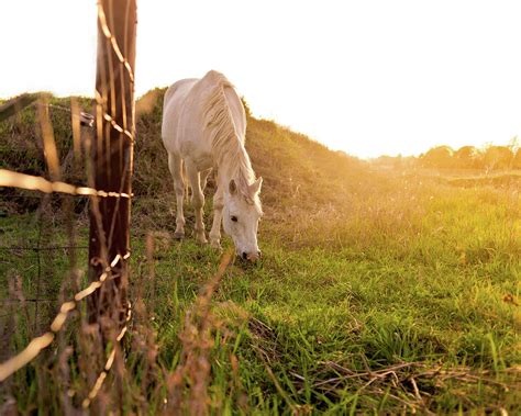 Arabian Horse Sunset By Tetongirl Photography