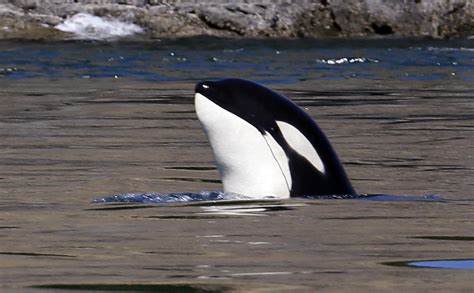 Killer Whales Killer Whales Pictures Cbs News