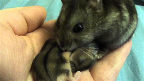 Baby Winter White Hamsters 8 Days Old Youtube