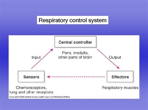 Lectures On Respiratory Physiology Control Of Ventilation