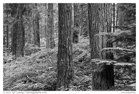 Black And White Picturephoto Conifer Forest Near Ohanapecosh Mount