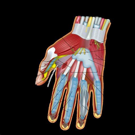 Anatomy Of The Hand Nerves Medicinebtg Com