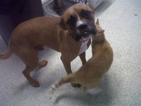 Hello About To Rescue Boxer Mix And Need Opinions