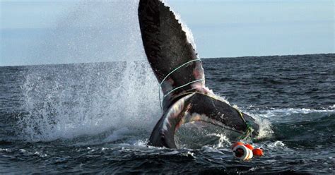 Entangled Whale Rescue Global Ifaw