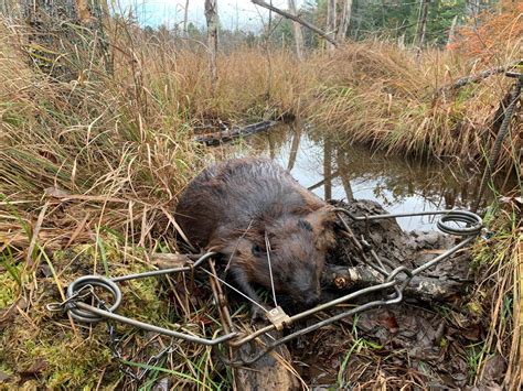 How To Trap Beavers For Beginners Beaver Trapping 101 Sets And Gear