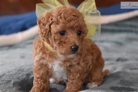 7,130 likes · 70 talking about this. Yellow Bow: Malti Poo - Maltipoo puppy for sale near ...