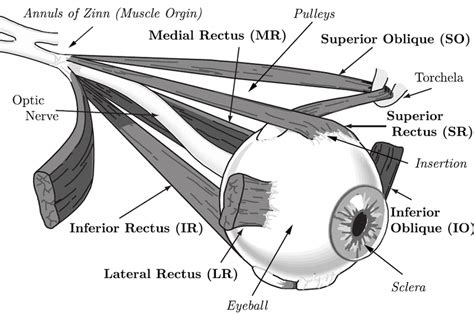 Anatomy Of The Human Eye Six Extra Ocular Muscles Eom Are Originated