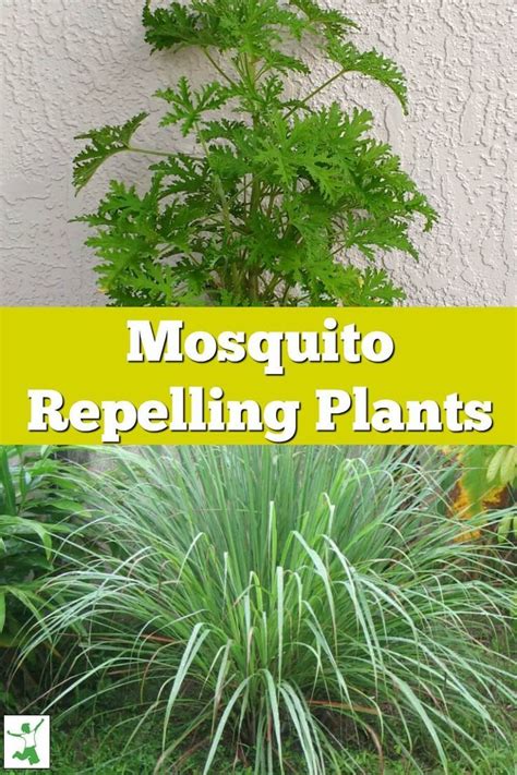 Citronella Mosquito Repellent Or Consumer Hoax Mosquito Repelling