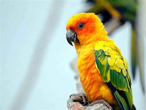True Parrot Stock Photos Pictures And Royalty Free Images Istock