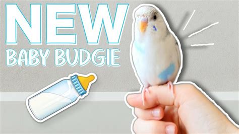Meet My New Baby Budgie ⭐ Youtube