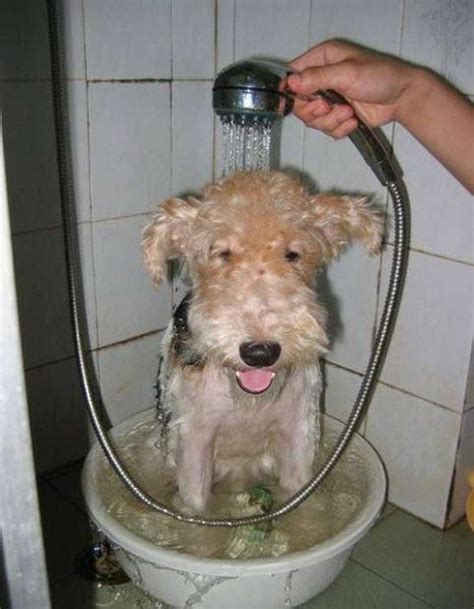 Most Funny Picturesweirdbizarrestrange Stuff Animals Taking Bath