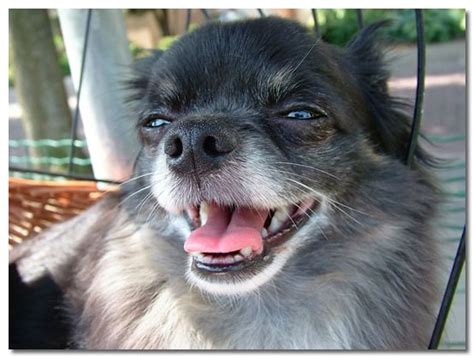 Like human sneezing, kitten sneezing can mean momentary irritation or something serious. Chihuahua Wheezing and Hacking Sounds | Reverse Sneezing ...