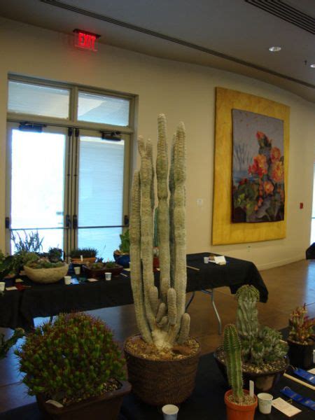 37th annual show & sale cancelled!!! Central AZ Cactus and Succulent Society Pics - CactiGuide.com