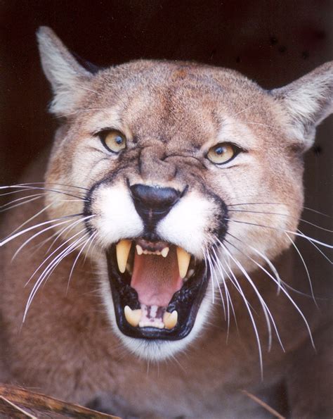 Cougar Mountain Lion Puma Large Cats Big Cats Beautiful Cats Animals