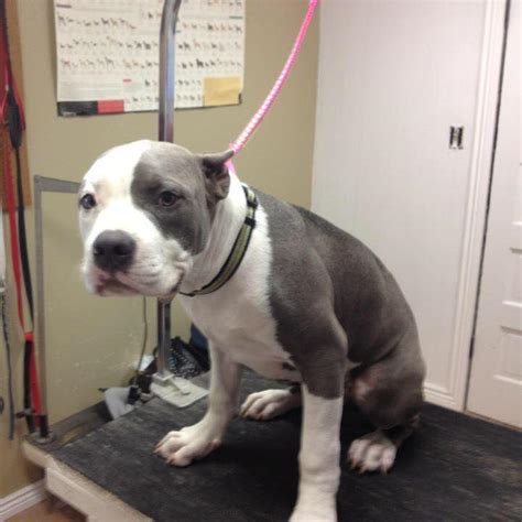 Visit our centrally located salon to truly treat your pet. Pawsitivley pampered pet grooming - Reviews | Facebook