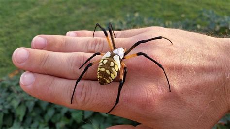 One Of My Favorite Spiders Garden Spider Argiope Aurantia Spiders