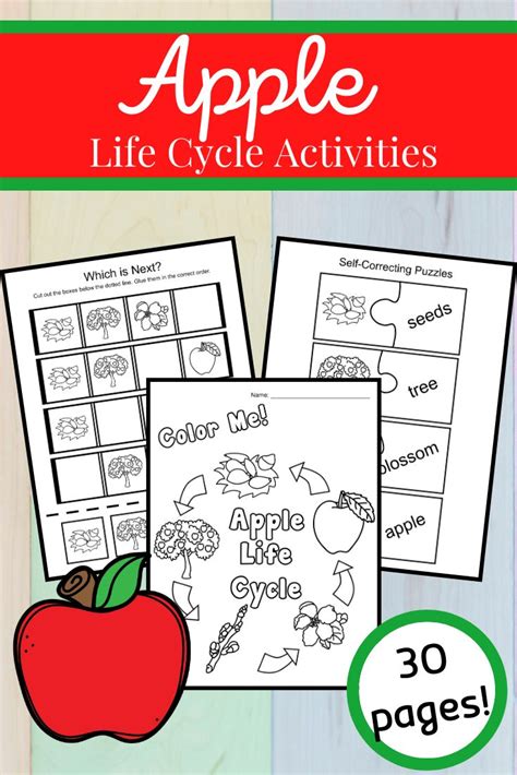 Apple Life Cycle Printable Apple Life Cycle English Worksheets For
