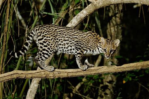 Die 10 Arten Von Wildkatzen Südamerikas Worldatlas