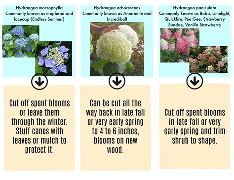 How And When To Prune Your Hydrangea Hydrangea Arborescens Lacecap