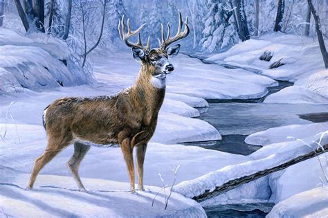 Winter Deer Wallpapers Top Free Winter Deer Backgrounds Wallpaperaccess