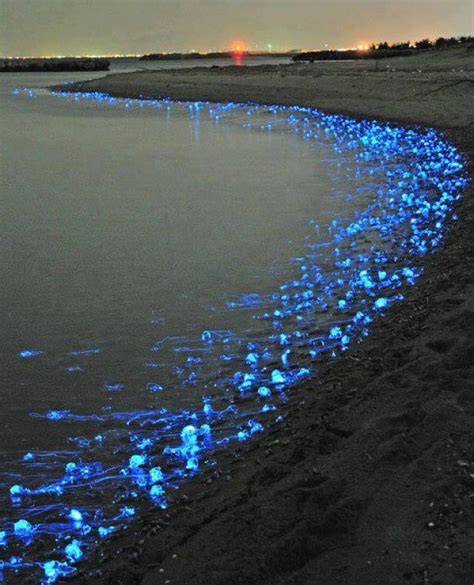 Luminous Jellyfish New Style To Live