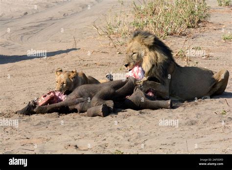 Male and female lions lion Panthera leo eating a baby elephant kill