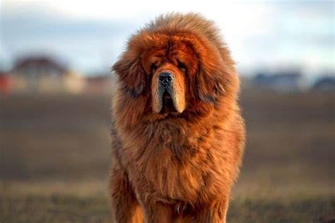 Tibetan Mastiff Dog Breed Information And Characteristics Daily Paws