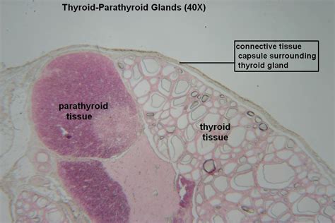 Thyroid Parathyroid Tutorial Histology Atlas For Anatomy And Physiology