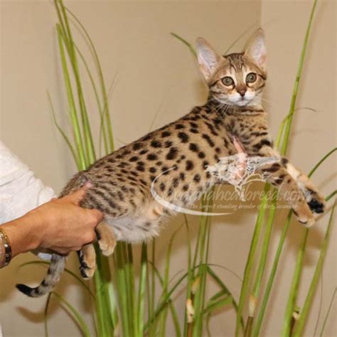 Get a ragdoll, bengal, siamese and more on kijiji, canada's #1 local classifieds. F3 Savannah Kittens for Sale | Savannah Cat Breed