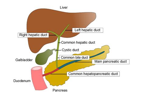 The Gallbladder And Biliary System