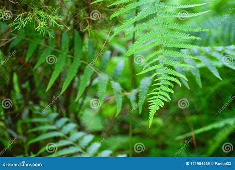 Beautiful Fern Leaves In The Morning In Tropical Rainforests Stock
