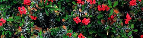 I cut the plants off at ground level and till the roots into the ground because beans are wonderful nitrogen fixers and the tilled in roots will release nitrogen and improve your bed. Q: I have a Crown-of-Thorns plant in the shade and it is ...