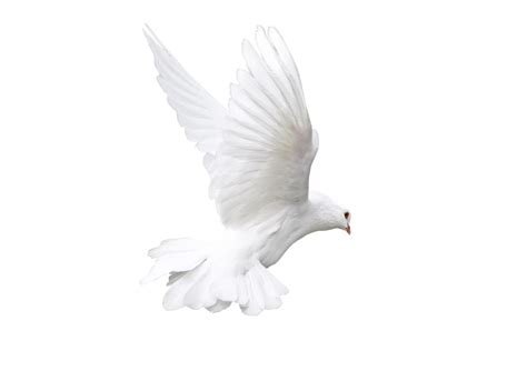White Dove Png Pic Png Arts Images And Photos Finder