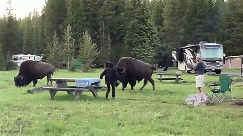 Video Shows Woman Provoking Yellowstone Bison Before It Attacked