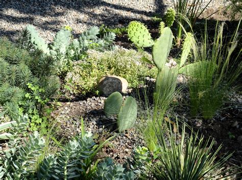 Flowers last varying lengths of time. danger garden: Yes, you can grow Cactus in Portland (and ...