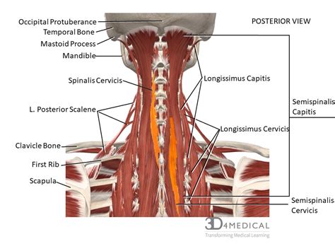 Back Of Neck Region Anatomy Solved Saved Correctly Label The Muscles