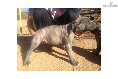 Beautiful pups out of show and working lines 3rd generation italian imports, impeccable conformation as well as temperment. Blue Cane Corso Puppies For Sale In Texas
