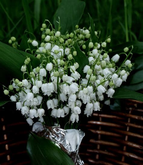 Photos de muguet avec coccinelle : le bouquet de Muguet photo et image | macro nature, macro fleurs, fleurs , végétaux Images ...