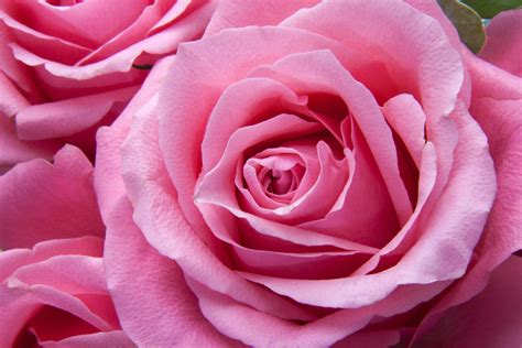 Images Gratuites Fleur Pétale Floraison Rose Flore Fermer Des