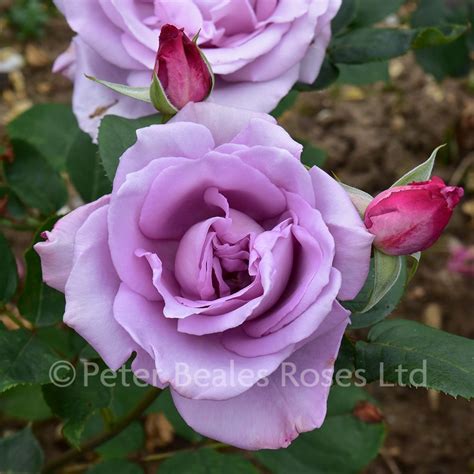 Blue Moon Bush Rose Peter Beales Roses The World Leaders In Shrub