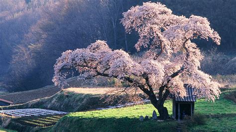 Beautiful Blossoming Tree 1920 X 1080 Hdtv 1080p Wallpaper
