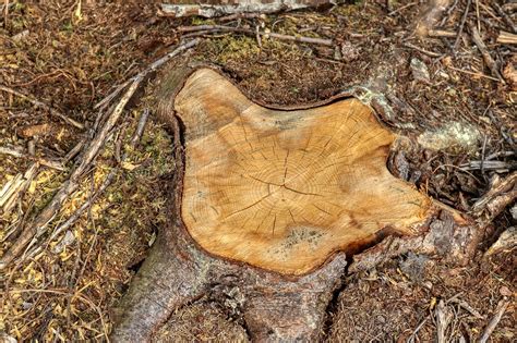 Tree Stump Nature Free Photo On Pixabay Pixabay
