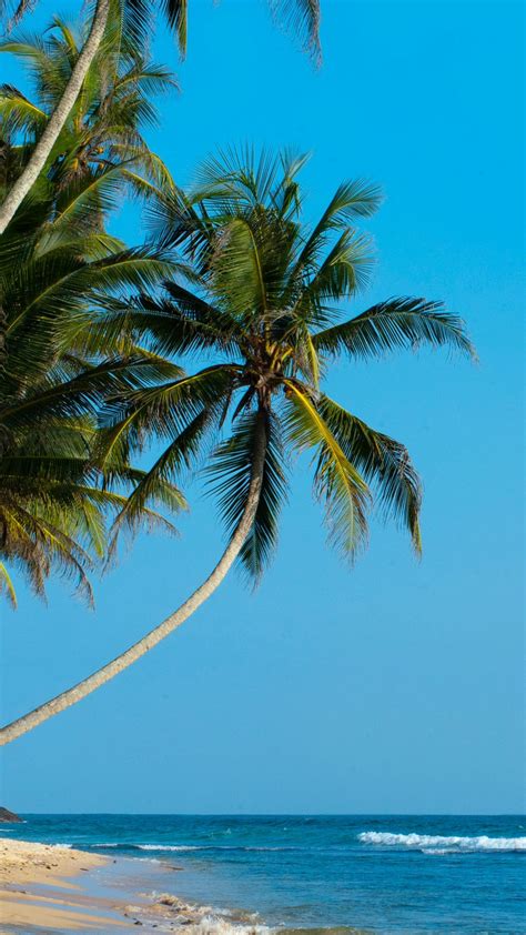 Download Wallpaper 938x1668 Palm Palm Trees Beach