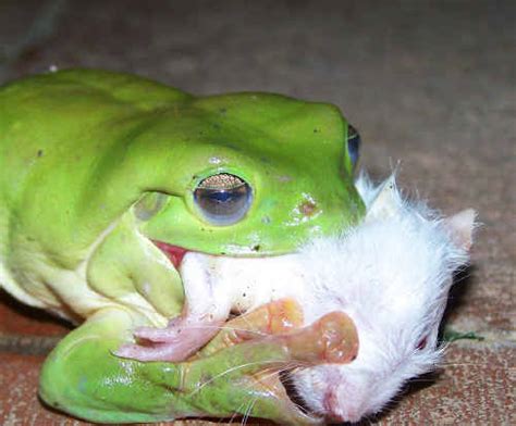 What do young frogs eat? Green tree frog eats rat | Rockhampton Morning Bulletin