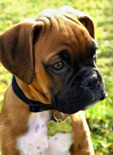 Baby Darling Boxers Boxer Dog Boxer Puppy Boxer Love Boxer Mix