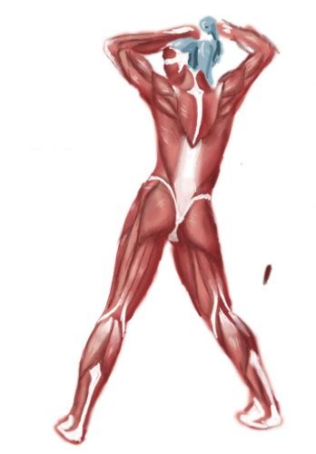 Back Muscles Diagram Pain Modernheal Com