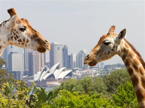 Taronga Zoo Ferry And Sydney Harbour Cruises Fantasea Cruising