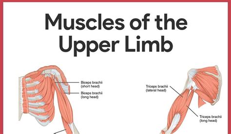 A quiz by kathleen kerr. Upper Torso Muscle Name : Upper Torso Anatomy / The torso ...